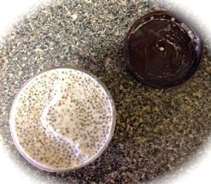 Chia Pudding_Container